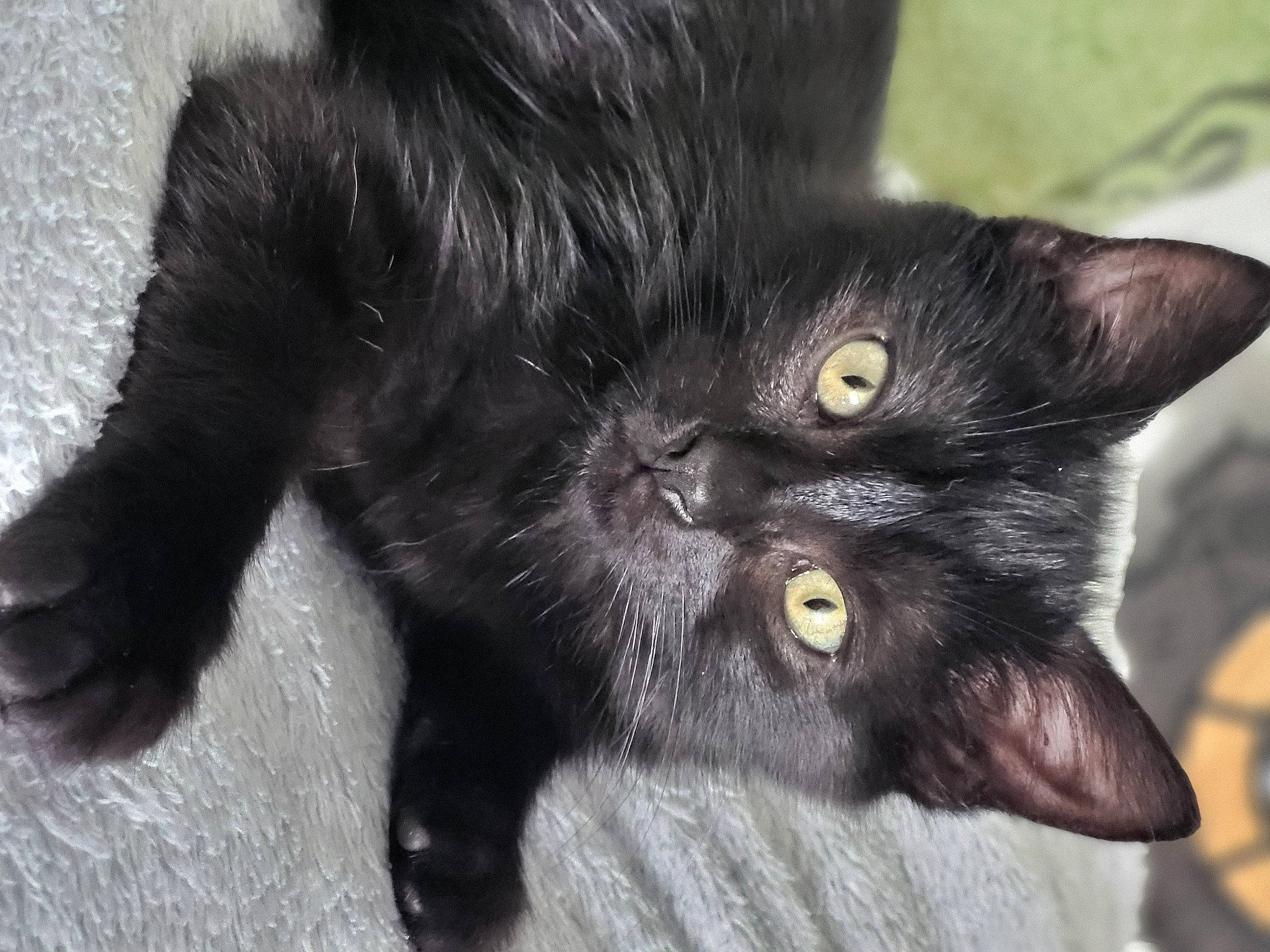 Salem a rejoint le concours — aidez-le/la à gagner de superbes lots ! black_cat, bombay, carnivore, cat, claw, comfort, domestic_short_haired_cat, ear, felidae, foot, fur, paw, small_to_medium_sized_cats, snout, tail, terrestrial_animal, whiskers