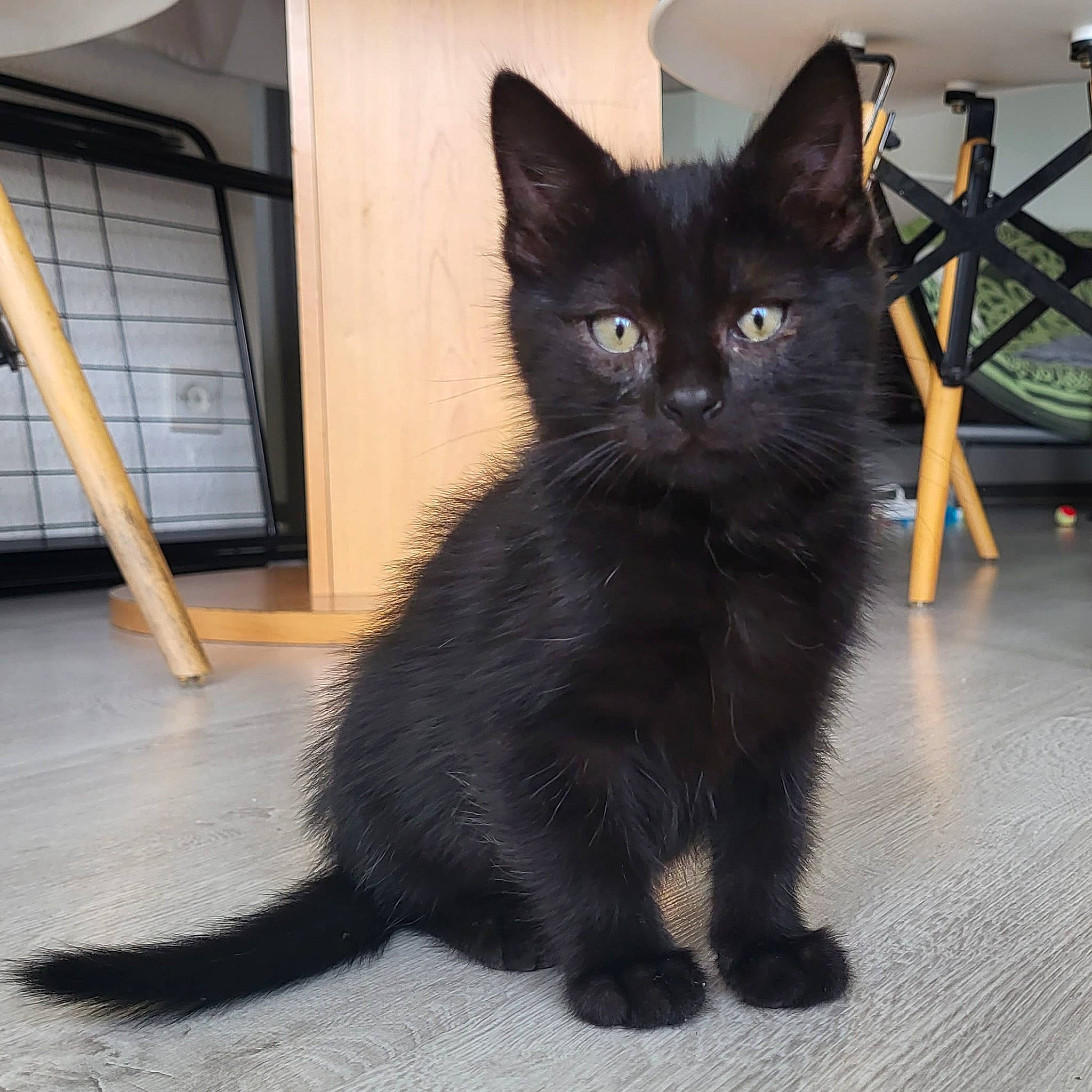 Salem participe au concours pour gagner de l'argent avec cette photo : black_cat, bombay, carnivore, cat, claw, domestic_short_haired_cat, felidae, flooring, fur, hardwood, paw, small_to_medium_sized_cats, tail, terrestrial_animal, whiskers, window