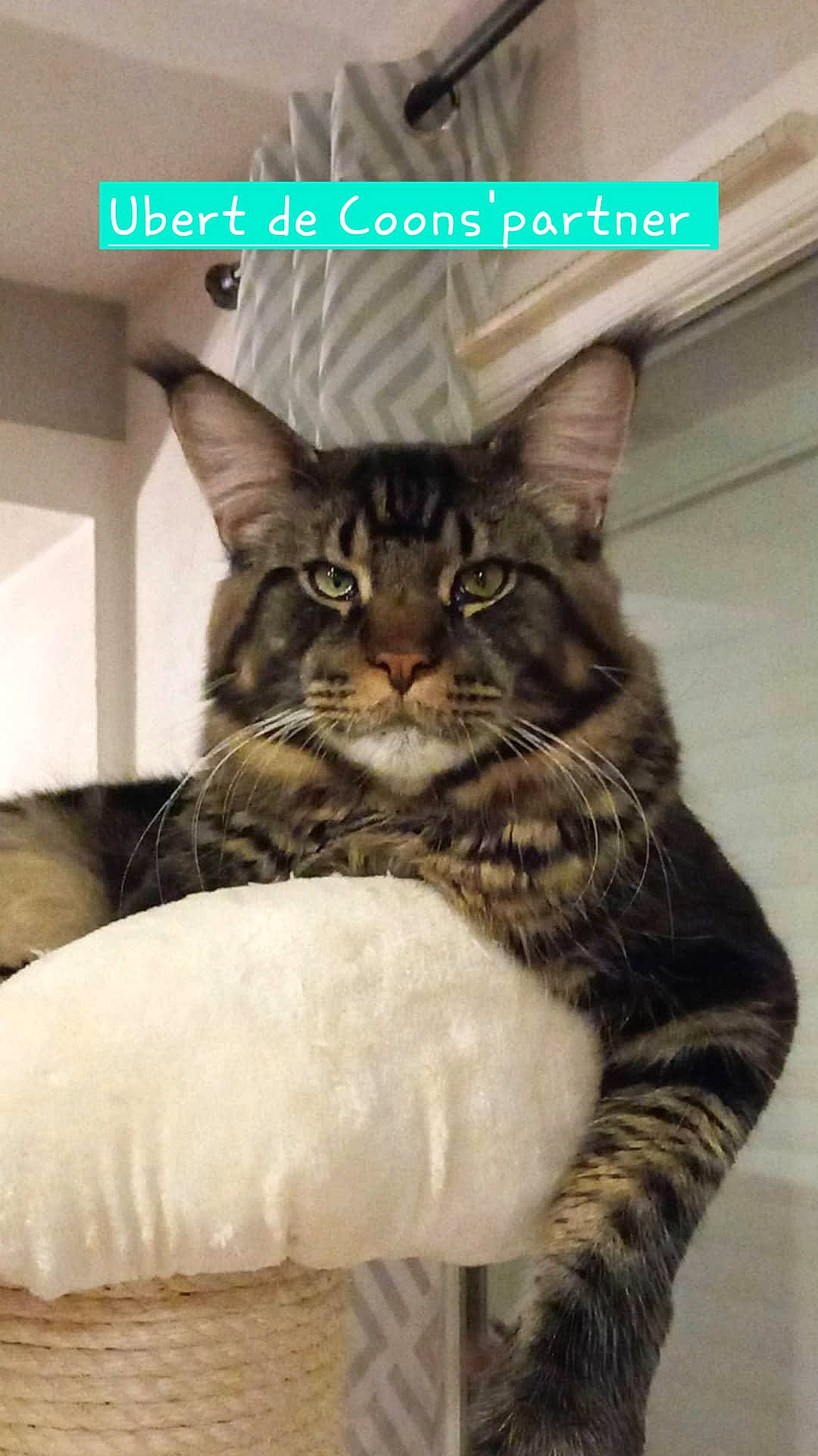 Ubert participe au concours pour gagner de l'argent avec cette photo : box, carnivore, cat, cat_furniture, cat_supply, claw, comfort, domestic_short_haired_cat, felidae, font, fur, logo, paw, photo_caption, sitting, small_to_medium_sized_cats, snout, tail, terrestrial_animal, whiskers