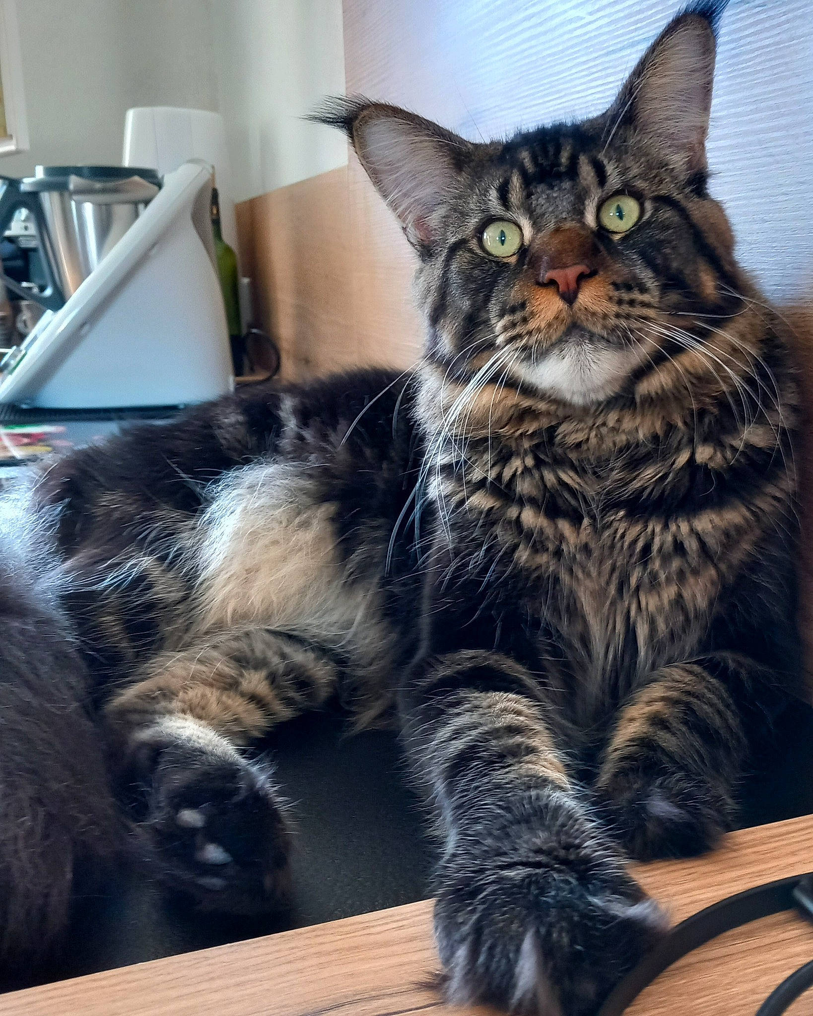 Ubert participe au concours pour gagner de l'argent avec cette photo : carnivore, cat, claw, comfort, domestic_short_haired_cat, felidae, fur, metal, paw, sitting, small_to_medium_sized_cats, snout, table, tail, tree, whiskers