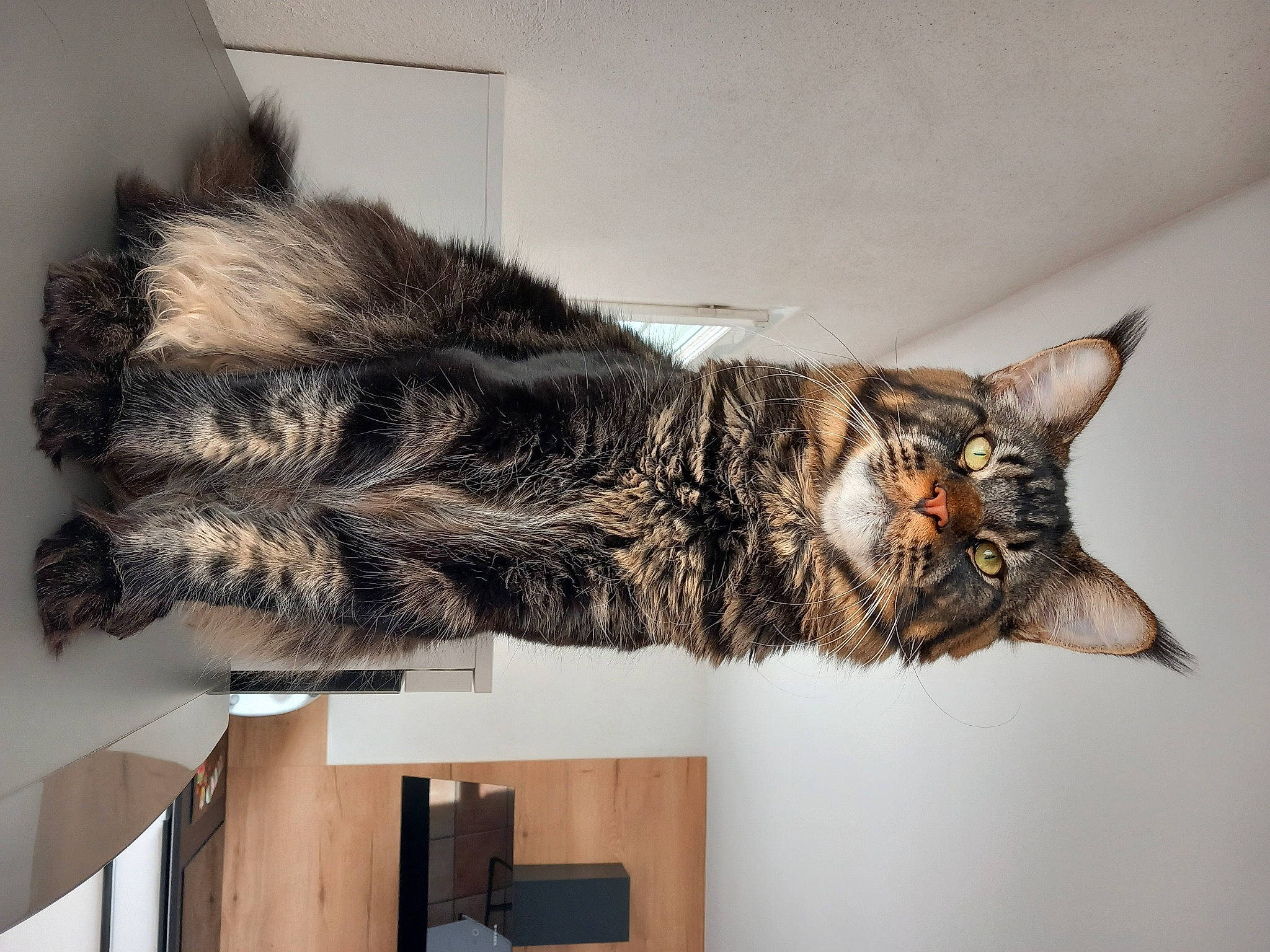 Ubert participe au concours pour gagner de l'argent avec cette photo : art, carnivore, cat, domestic_short_haired_cat, felidae, fur, natural_material, plant, room, small_to_medium_sized_cats, tail, tree, whiskers, wood