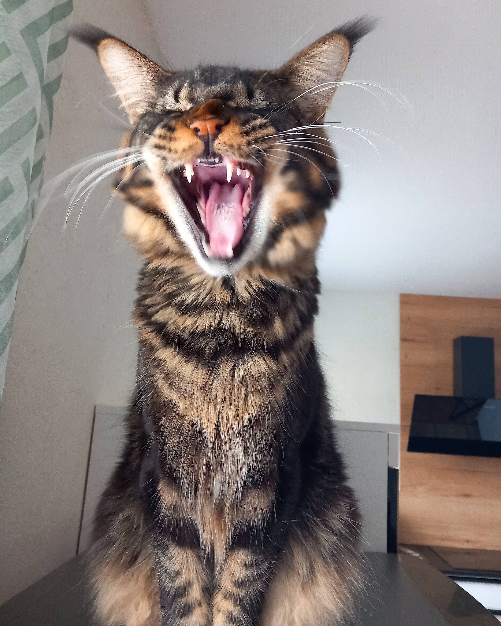 Ubert a rejoint le concours — aidez-le/la à gagner de superbes lots ! carnivore, cat, claw, domestic_short_haired_cat, eye, fang, felidae, foot, fur, head, iris, paw, small_to_medium_sized_cats, snout, tail, terrestrial_animal, whiskers, window, yawn