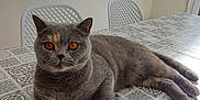 Yuki De Fazenda a rejoint le concours — aidez-le/la à gagner de superbes lots ! cat, grey_cat, amber_eyes, indoor, table, tablecloth, patterned_tablecloth, chair, white_chair, pet, feline, relaxed, posing, looking_at_camera, domestic_animal, cozy, home, furniture, fur, animal
