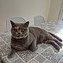cat, grey_cat, amber_eyes, indoor, table, tablecloth, patterned_tablecloth, chair, white_chair, pet, feline, relaxed, posing, looking_at_camera, domestic_animal, cozy, home, furniture, fur, animal