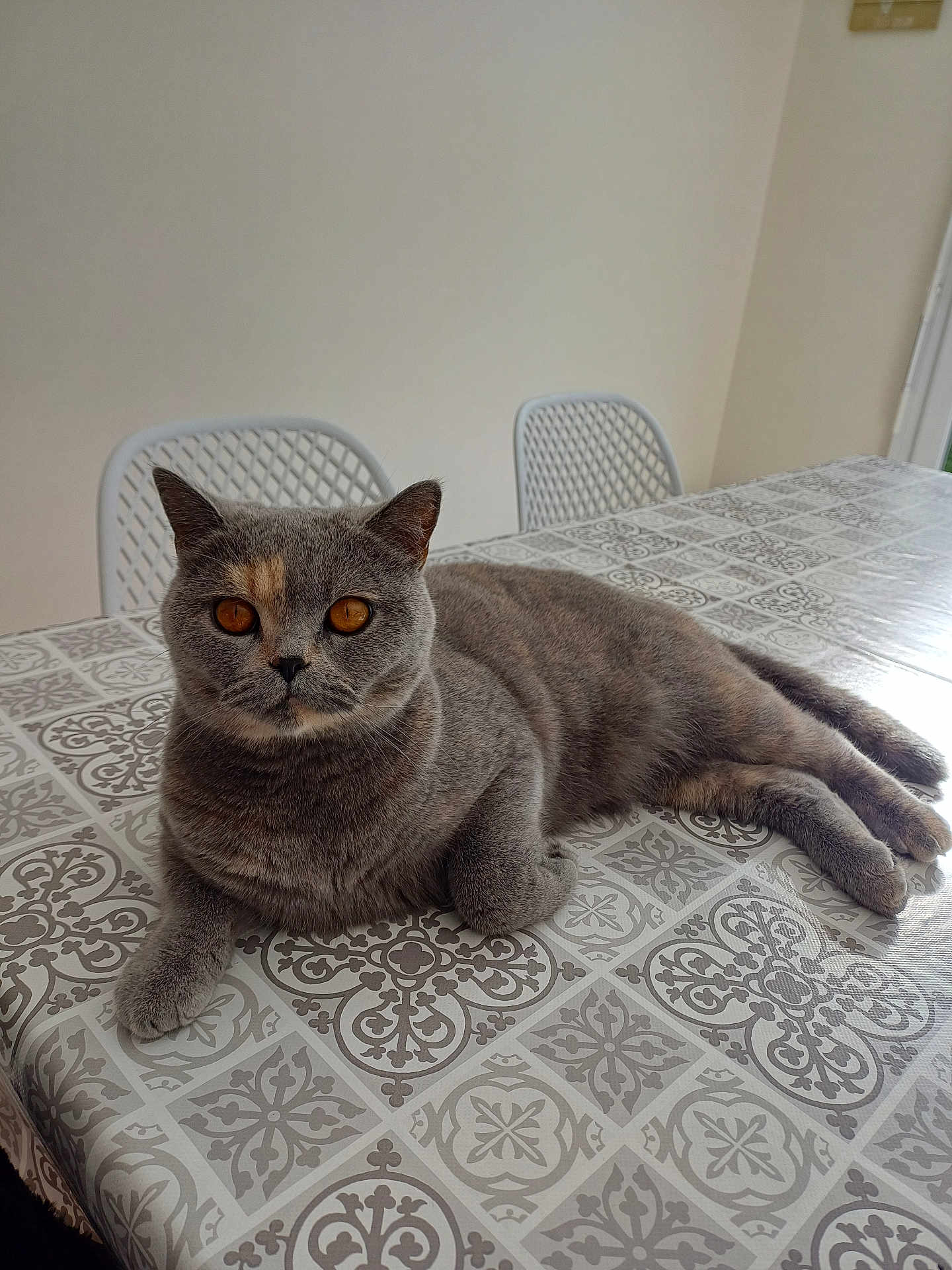 Yuki De Fazenda a rejoint le concours — aidez-le/la à gagner de superbes lots ! cat, grey_cat, amber_eyes, indoor, table, tablecloth, patterned_tablecloth, chair, white_chair, pet, feline, relaxed, posing, looking_at_camera, domestic_animal, cozy, home, furniture, fur, animal