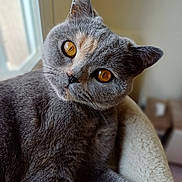 Yuki De Fazenda participe au concours pour gagner de l'argent avec cette photo : cat, gray_cat, amber_eyes, close_up, feline, pet, animal, cozy, soft_bed, window_light, indoor, fur, whiskers, relaxed, cute, domestic_cat, portrait, looking, ears, nose