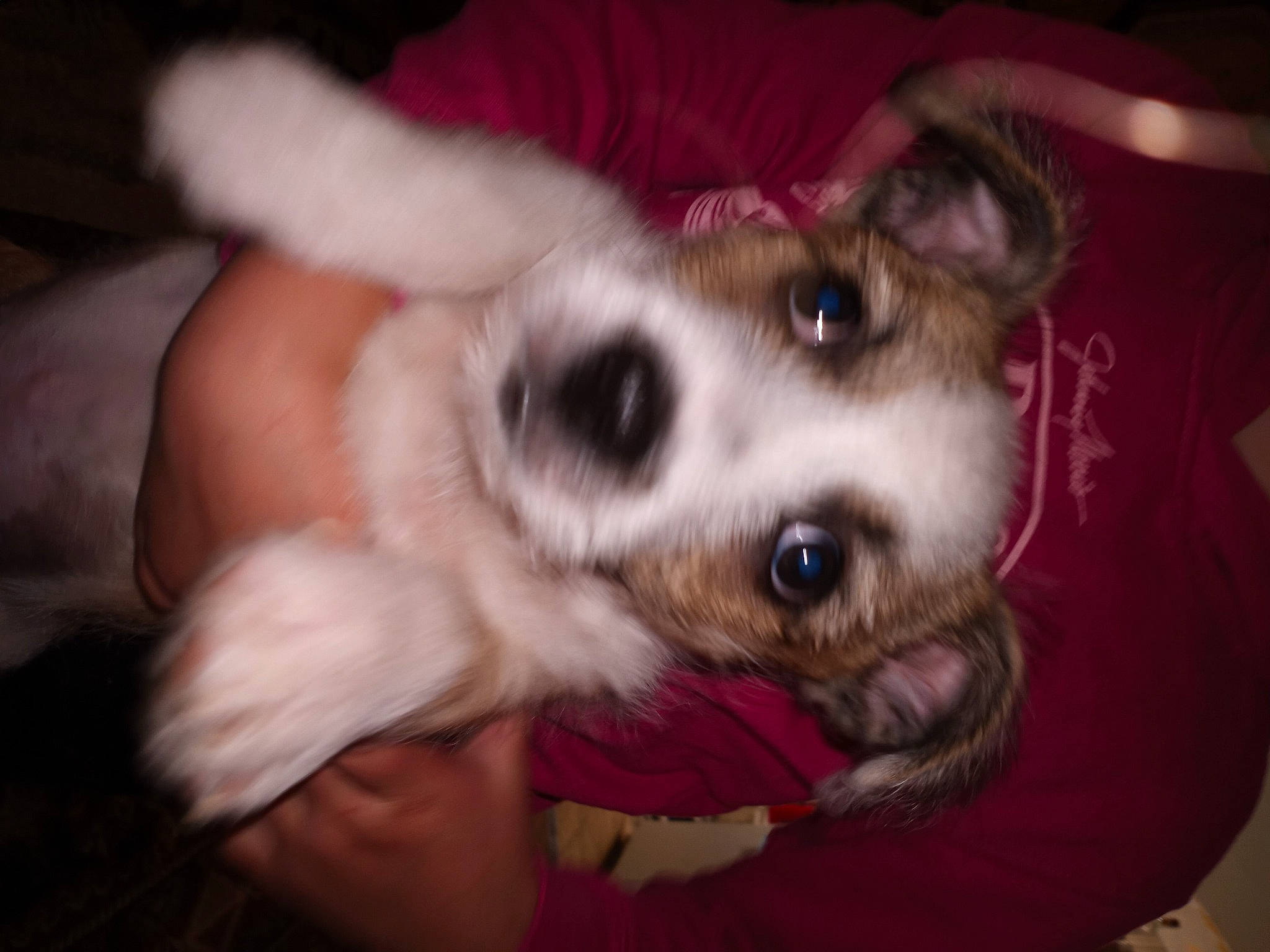 Lightning is registered to the contest to win money with this photo: canidae, carnivore, comfort, companion_dog, dog, dog_breed, dog_supply, ear, fawn, felidae, fur, non_sporting_group, paw, puppy_love, small_to_medium_sized_cats, snout, sporting_group, toy_dog, whiskers, working_animal