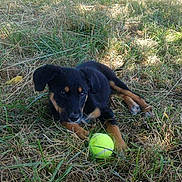 Rex a rejoint le concours — aidez-le/la à gagner de superbes lots ! puppy, dog, grass, tennis_ball, outdoor, playful, black_dog, tan_markings, sunlight, nature, pet, young_dog, animal, fence, shrubbery, daylight, relaxing, cute, canine, lawn