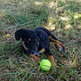 puppy, dog, grass, tennis_ball, outdoor, playful, black_dog, tan_markings, sunlight, nature, pet, young_dog, animal, fence, shrubbery, daylight, relaxing, cute, canine, lawn