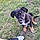 Rex