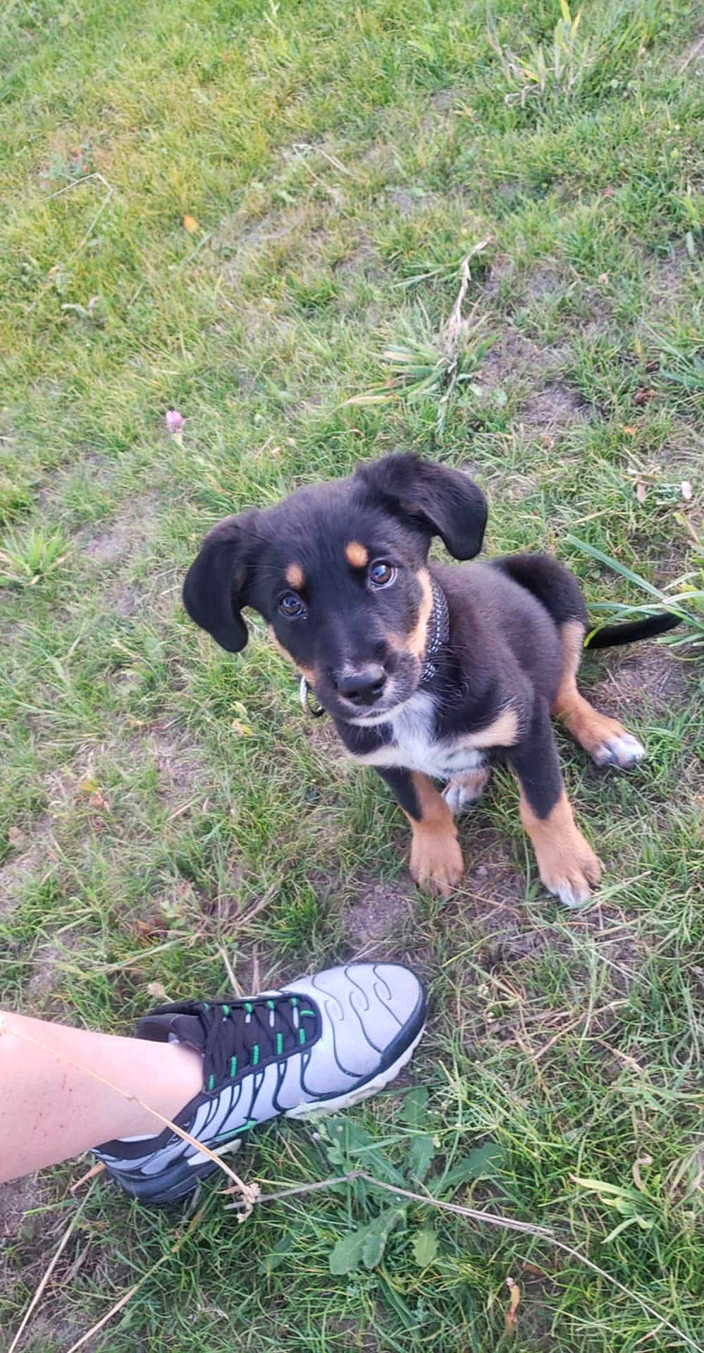 Rex
