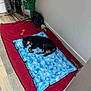 puppy, dog, sleeping, blue_mat, red_blanket, dog_toy, indoor, floor, wooden_floor, pet_bed, dog_food_bag, black_dog, tan_dog, corner, resting, toy, cozy, animal, young_dog, blanket