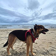 Ronnie is registered to the contest to win money with this photo: animal, beach, canine, cloudy_sky, collar, daytime, dog, fur, german_shepherd, harness, muzzle, nature, ocean, outdoor, pet, sand, sea, standing, walking, water
