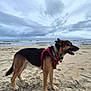 animal, beach, canine, cloudy_sky, collar, daytime, dog, fur, german_shepherd, harness, muzzle, nature, ocean, outdoor, pet, sand, sea, standing, walking, water