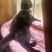 Delilah joined the competition — help win amazing prizes! black_cat, cat, pet, animal, indoor, window, curtain, bed, pink_bed, fur, relaxed, yellow_eyes, collar, tag, looking_outside, natural_light, fluffy, cozy, resting, domestic_cat