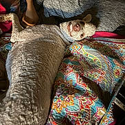 Ollie is registered to the contest to win money with this photo: dog, curly_fur, lying_down, smiling, teeth, quilt, colorful, patterned, bed, blanket, human_arm, cozy, indoor, pet, canine, resting, fur_texture, closeup, relaxed, playful