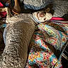 dog, curly_fur, lying_down, smiling, teeth, quilt, colorful, patterned, bed, blanket, human_arm, cozy, indoor, pet, canine, resting, fur_texture, closeup, relaxed, playful