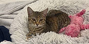 Rosie joined the competition — help win amazing prizes! bed, bedroom, blanket, cat, comforter, cozy, ears, fluffy_bed, indoor, looking_at_camera, paws, pet, pillow, pink_toy, plush_toy, resting, snack_wrapper, soft_fur, tabby_cat, whiskers