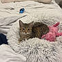 bed, bedroom, blanket, cat, comforter, cozy, ears, fluffy_bed, indoor, looking_at_camera, paws, pet, pillow, pink_toy, plush_toy, resting, snack_wrapper, soft_fur, tabby_cat, whiskers