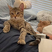 Rosie is registered to the contest to win money with this photo: bed, blanket, cat, cozy, fur, home, human_hand, indoor, kitten, paw, pet, pillow, portrait, remote_control, resting, stuffed_toy, tabby_cat, tail, whiskers, window_blinds