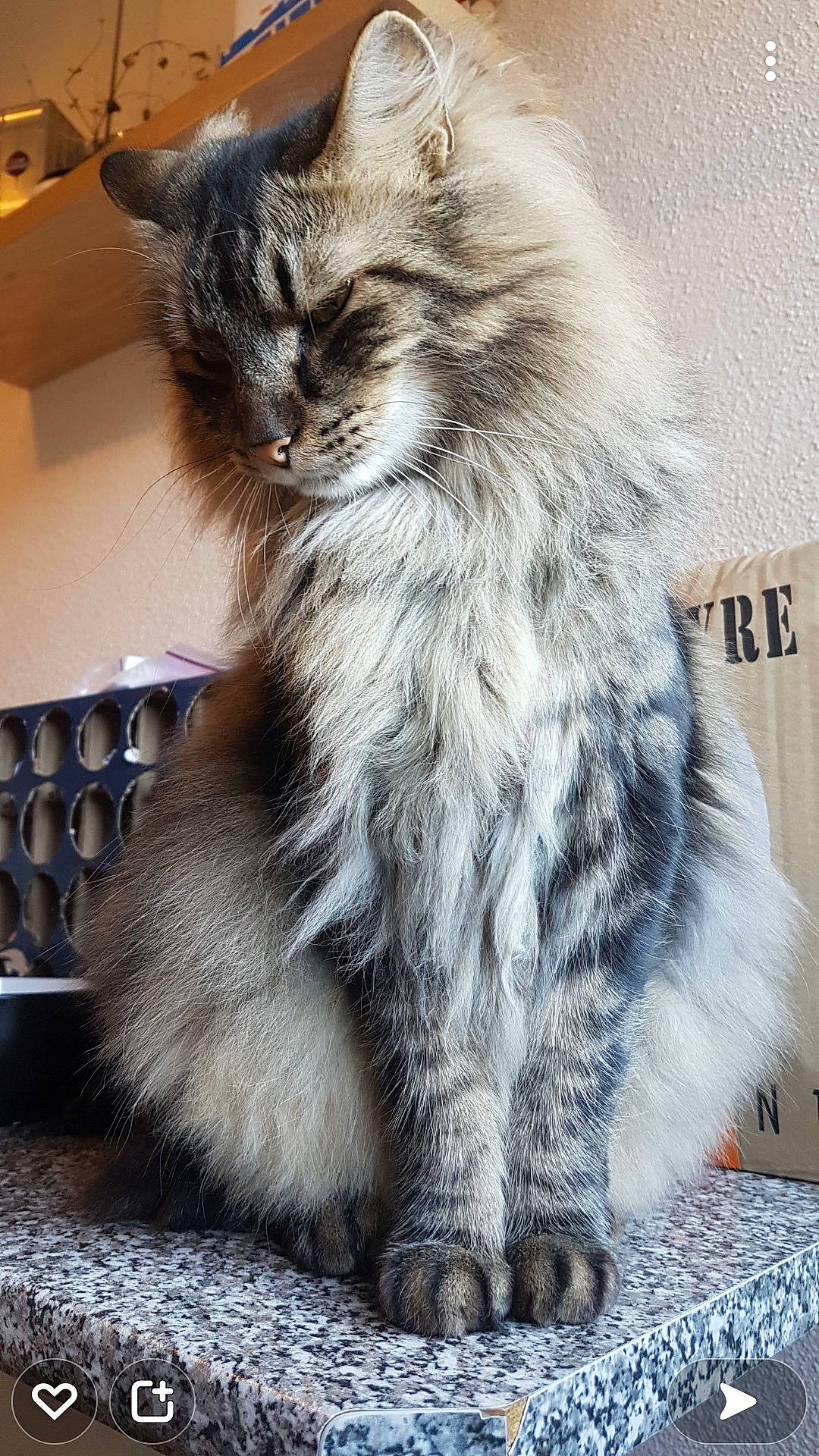 Fergusson Mc Gregor a rejoint le concours — aidez-le/la à gagner de superbes lots ! british_longhair, carnivore, cat, claw, domestic_short_haired_cat, felidae, fur, grey, maine_coon, paw, small_to_medium_sized_cats, snout, tail, terrestrial_animal, whiskers