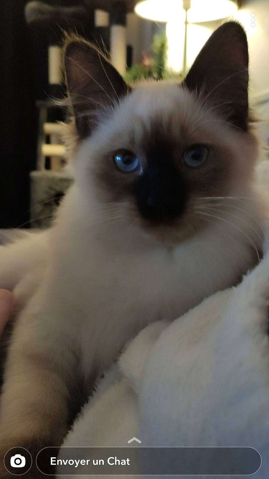 Malcolm participe au concours pour gagner de l'argent avec cette photo : balinese, birman, carnivore, cat, eye, eyebrow, fawn, felidae, fur, head, iris, ragdoll, siamese, small_to_medium_sized_cats, snout, terrestrial_animal, thai, whiskers