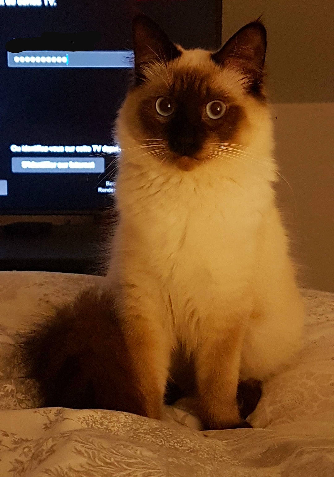 Malcolm a rejoint le concours — aidez-le/la à gagner de superbes lots ! birman, carnivore, cat, fawn, felidae, fur, gas, paw, ragdoll, siamese, small_to_medium_sized_cats, snout, tail, terrestrial_animal, thai, whiskers