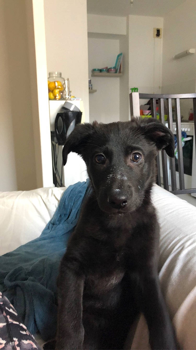 Pimkie participe au concours pour gagner de l'argent avec cette photo : borador, canidae, carnivore, companion_dog, dog, dog_breed, formosan_mountain_dog, labrador_retriever, mammal, patterdale_terrier, puppy, rare_breed_dog, snout, sporting_group, whiskers