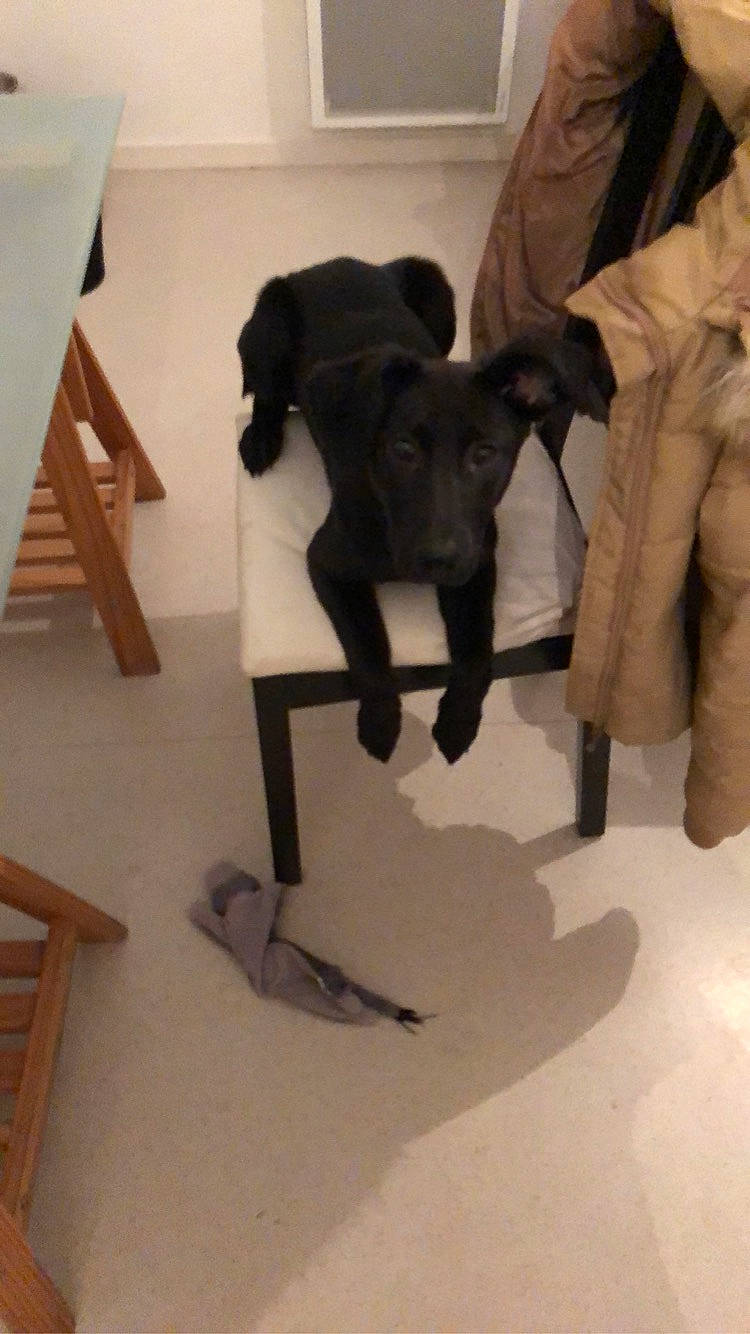 Pimkie participe au concours pour gagner de l'argent avec cette photo : canidae, carnivore, dog, dog_breed, non_sporting_group, patterdale_terrier, sporting_group, tail