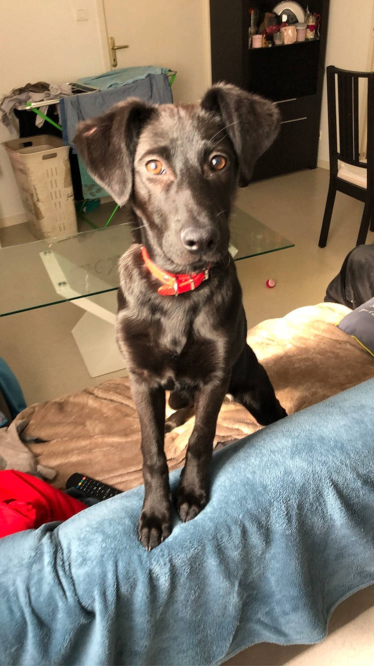 Pimkie participe au concours pour gagner de l'argent avec cette photo : canidae, carnivore, companion_dog, dog, dog_breed, lurcher, mammal, patterdale_terrier, rare_breed_dog, snout, sporting_group, vertebrate