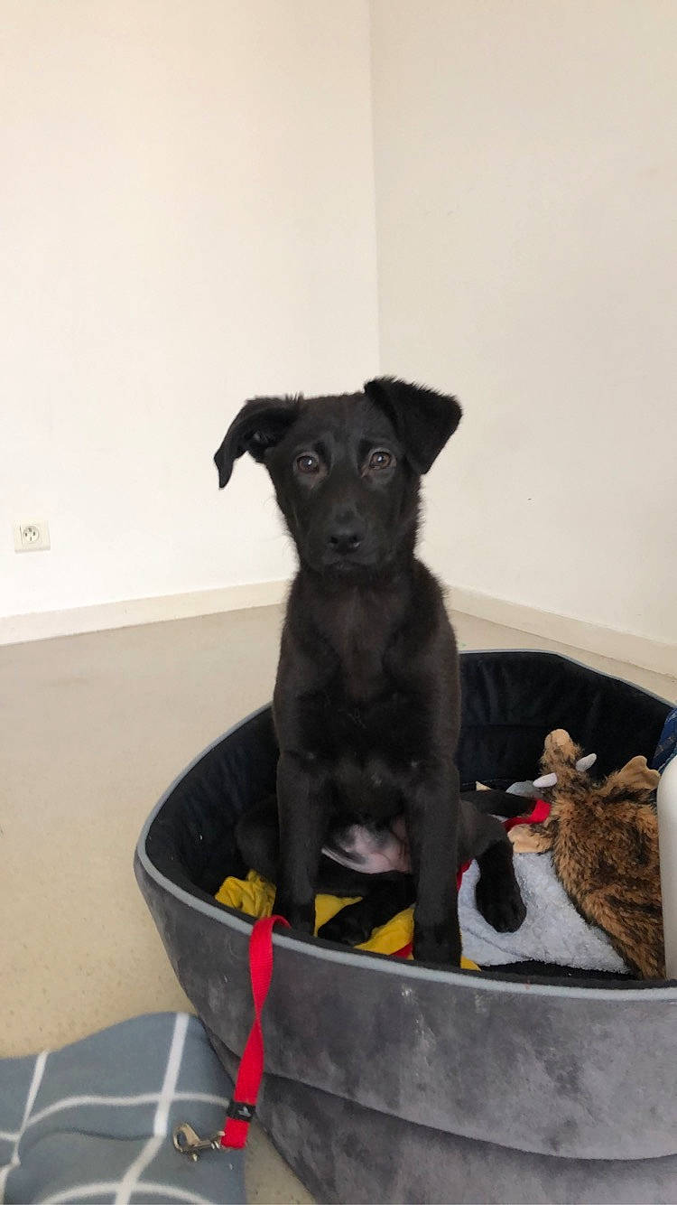 Pimkie a rejoint le concours — aidez-le/la à gagner de superbes lots ! borador, canidae, carnivore, companion_dog, dog, dog_breed, formosan_mountain_dog, labrador_retriever, mammal, patterdale_terrier, puppy, snout, sporting_group, vertebrate