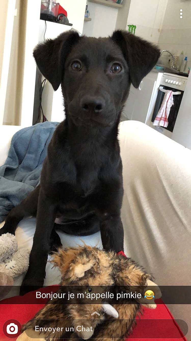 Pimkie a rejoint le concours — aidez-le/la à gagner de superbes lots ! canidae, carnivore, companion_dog, dog, dog_breed, formosan_mountain_dog, labrador_retriever, mammal, patterdale_terrier, puppy, rare_breed_dog, snout, sporting_group, street_dog, terrier, vertebrate