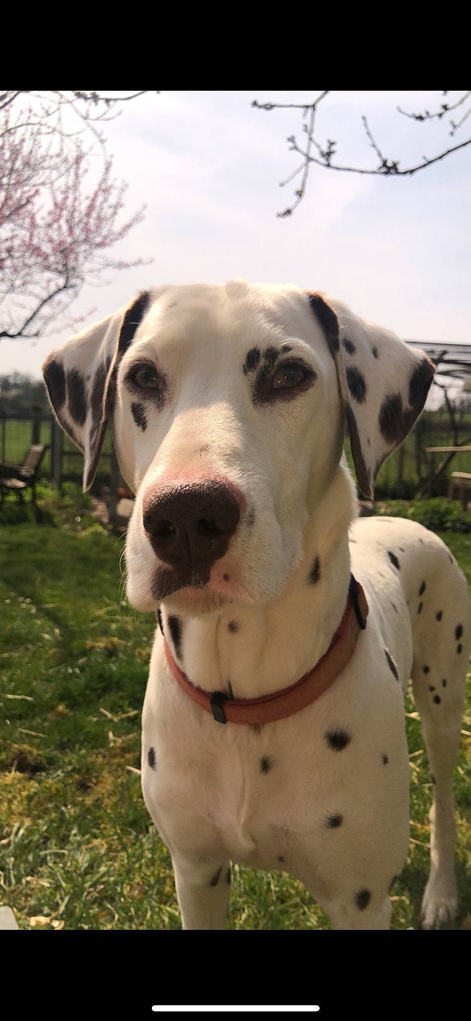 Lorfi participe au concours pour gagner de l'argent avec cette photo : canidae, carnivore, cloud, collar, companion_dog, dog, dog_breed, dog_collar, fawn, grass, non_sporting_group, pet_supply, plant, sky, snout, sporting_group, terrestrial_animal, tree, whiskers, working_animal