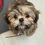 Teddy is registered to the contest to win money with this photo: dog, puppy, fluffy, cute, pet, animal, closeup, looking_up, fur, indoor, adorable, small_dog, brown_fur, black_nose, whiskers, collar, floor, portrait, pet_care, companion