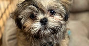Teddy is registered to the contest to win money with this photo: puppy, dog, pet, fluffy, cute, animal, bed, indoor, young, fur, collar, leash, closeup, adorable, cozy, soft, face, portrait, small, cage