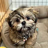puppy, dog, pet, fluffy, cute, animal, bed, indoor, young, fur, collar, leash, closeup, adorable, cozy, soft, face, portrait, small, cage