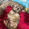 puppy, dog, bed, blanket, red, fur, cute, pet, indoor, cozy, resting, small_dog, fluffy, animal, relaxing, soft, cage, collar, looking_up, paw