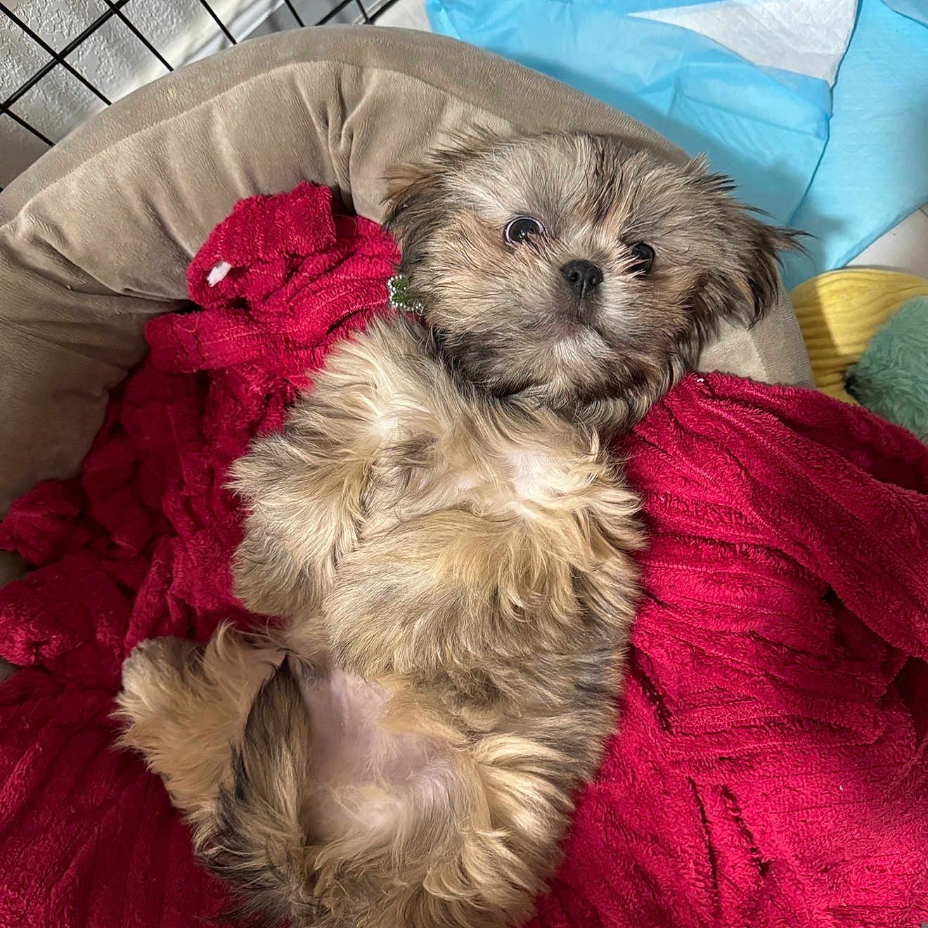 Teddy