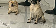 Lulu joined the competition — help win amazing prizes! dog, pug, small_dog, indoor, floor, marble_floor, tile, bar_stool, furniture, sitting, lying_down, happy, pet, animal, canine, shadow, wall, smiling, two_dogs, house