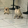 dog, pug, small_dog, indoor, floor, marble_floor, tile, bar_stool, furniture, sitting, lying_down, happy, pet, animal, canine, shadow, wall, smiling, two_dogs, house