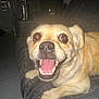 Lulu is registered to the contest to win money with this photo: dog, pet, happy, smiling, close_up, indoor, couch, tile_floor, brown_dog, canine, animal, mammal, cute, tongue, teeth, ears, resting, domestic, companion, shadow