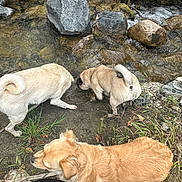 Lulu is registered to the contest to win money with this photo: dog, dogs, creek, rocks, water, grass, nature, outdoor, pug, golden_retriever, white_dog, sniffing, animal, pet, canine, riverbank, mud, exploring, daytime, walking