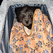 Iris is registered to the contest to win money with this photo: dog, puppy, small_dog, black_fur, curly_fur, blanket, paw_print_blanket, orange_blanket, pet_carrier, cozy, eyes, nose, face, fur, bedding, indoor, portrait, flash, cute, peeking