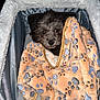dog, puppy, small_dog, black_fur, curly_fur, blanket, paw_print_blanket, orange_blanket, pet_carrier, cozy, eyes, nose, face, fur, bedding, indoor, portrait, flash, cute, peeking