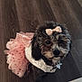 Iris is registered to the contest to win money with this photo: dog, pet, small_dog, tutu, pink_bow, dress, lace, brown_fur, fluffy, looking_up, big_eyes, black_nose, hardwood_floor, indoor, cute, portrait, sitting, adorable, ribbon, flooring