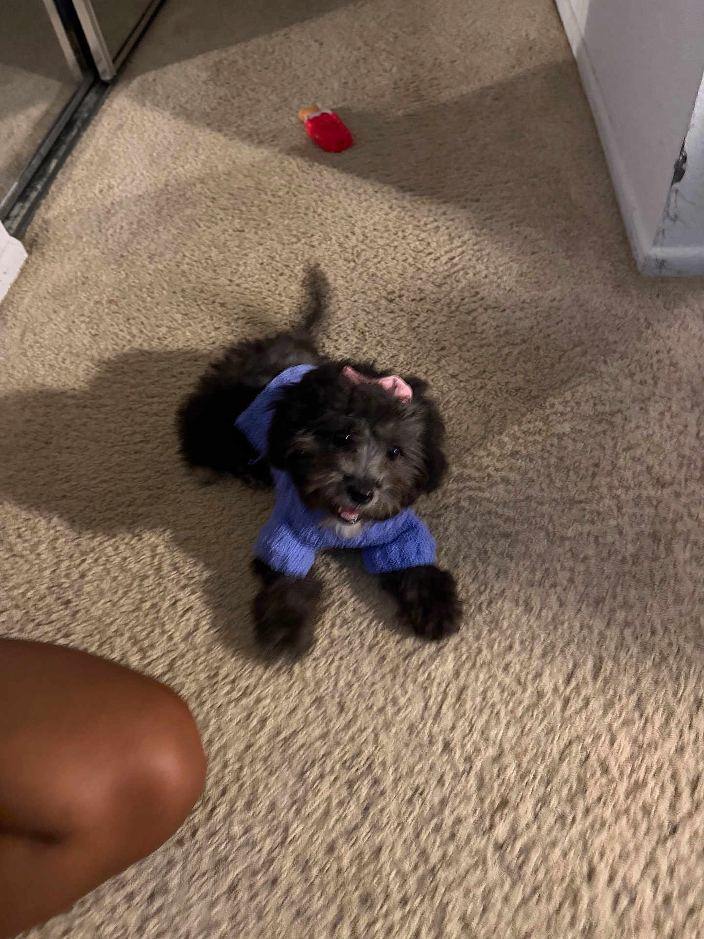 Iris is registered to the contest to win money with this photo: dog, puppy, sweater, bow, carpet, toy, indoor, fluffy, black_fur, pet, playing, looking_up, cute, small_dog, home, shadow, human_leg, mirror_door, floor, relaxed