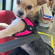 Rue is registered to the contest to win money with this photo: bag, black_fur, brown_fur, curious, dog, ears, eyes, floor, fur, harness, interior, leash, person, pet, public_transport, red_chair, seat, small_dog, snout, window