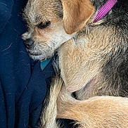 Rue is registered to the contest to win money with this photo: dog, sleeping, curled_up, fur, collar, purple_collar, close_up, pet, animal, resting, cozy, scruffy, brown_fur, black_fur, nose, ear, tail, domestic_animal, indoor, blanket