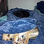 dog, cat, towel, blanket, bed, sleeping, cozy, indoor, pet, fur, resting, animal, cute, relaxed, blue, small_dog, black_cat, home, nap, comfort