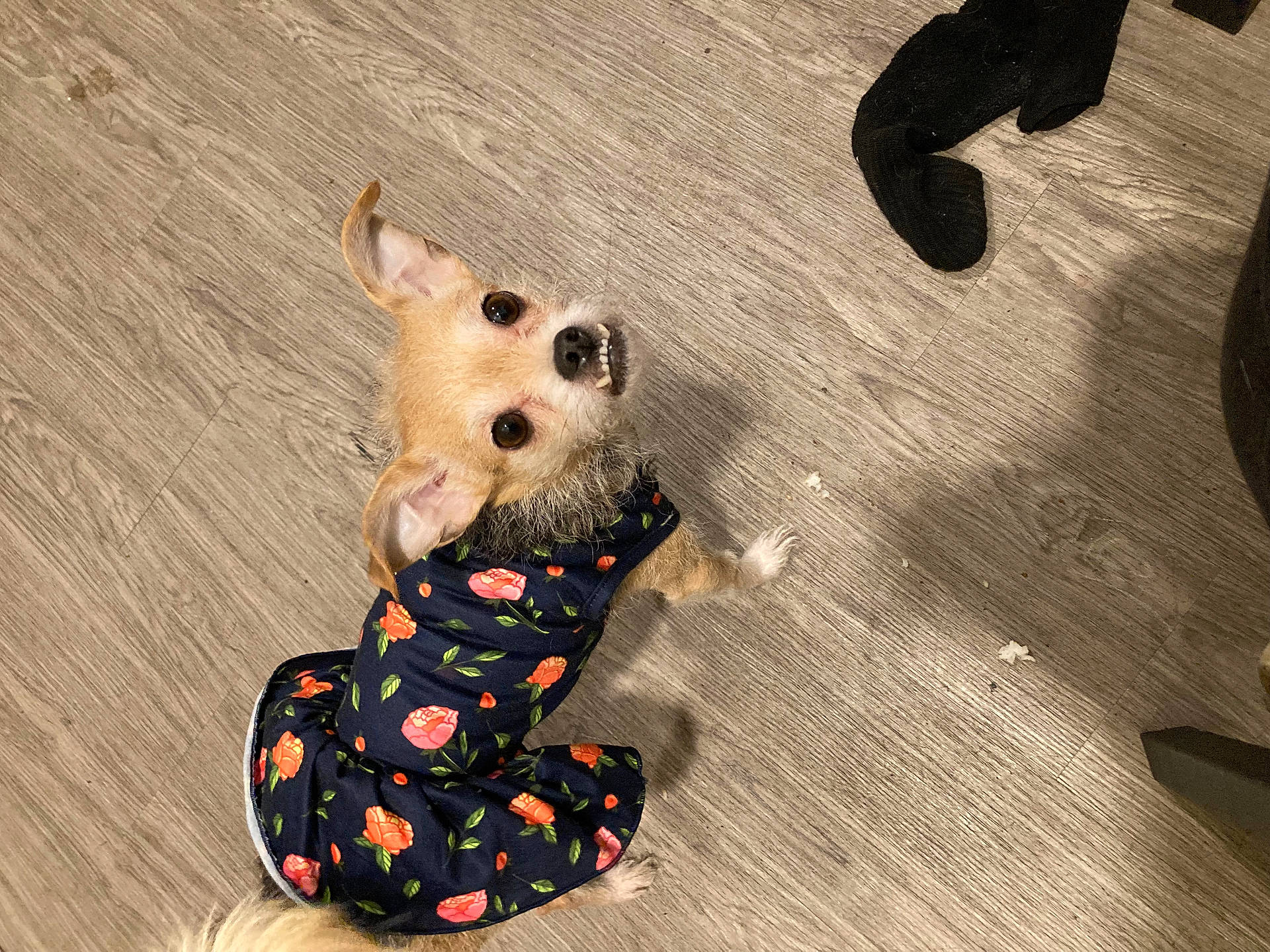 Rue joined the competition — help win amazing prizes! animal, brown_dog, close_up, crumbs, curious, cute, dog, domestic_animal, ears_up, floor, floral_dress, fur, indoor, looking_up, pet, pet_clothing, small_dog, sock, standing, wood_floor